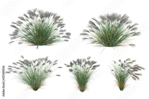  Grass blossoms on a white background