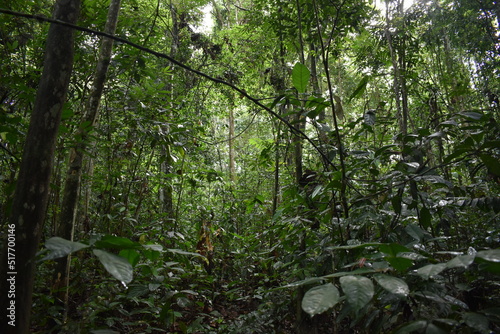 Primary forest with dense vegetation