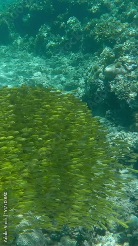 VERTICAL VIDEO: Massive school of juvenile golden Rabbitfish in shallow water swims over coral reef in sunrays. Bait ball above coral reef. Rabbitfishes (Siganidae)  photo