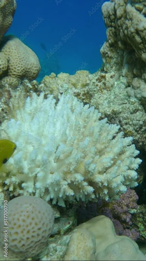 VERTICAL VIDEO: Bleaching and death of corals from excessive seawater heating due to climate change and global warming. Decolored corals in the Red Sea. Camera slowly moving forwards VERTICAL VIDEO: Bleaching and death of corals from excessive seawater heating due to climate change and global warming. Decolored corals in the Red Sea. Camera slowly moving forwards