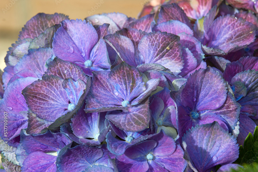 Obraz premium blue hydrangea flower background - macro image