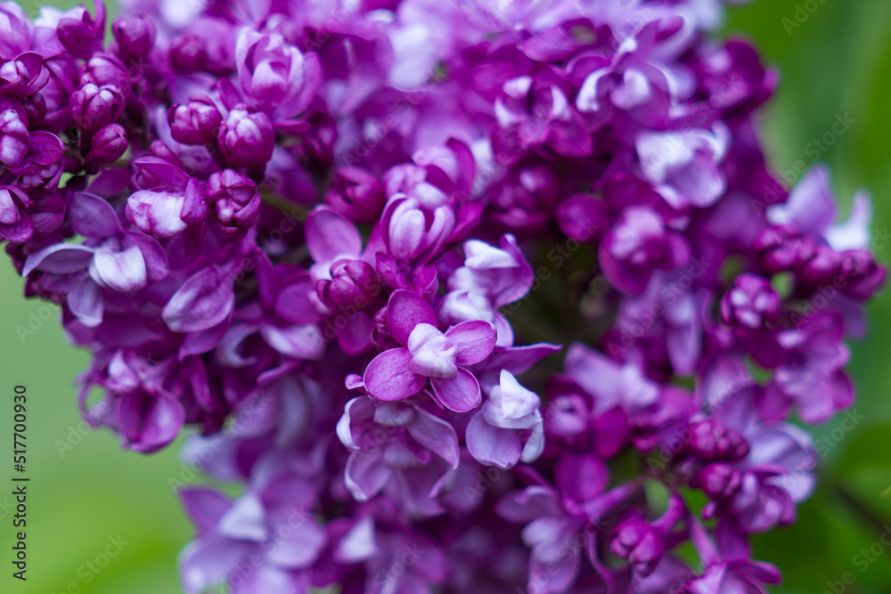 blooming lilac flowers. Macro photo, soft focus blooming lilac flowers. Macro photo, soft focus