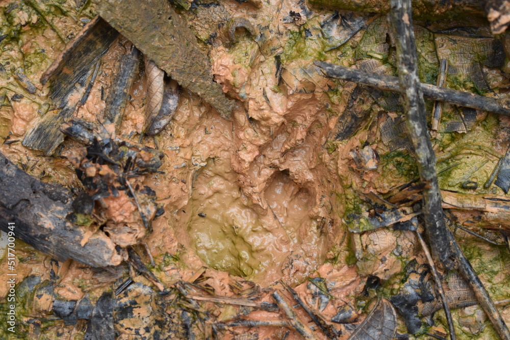 Close-up of footprints of animal in deep and wet mud in the ground.
