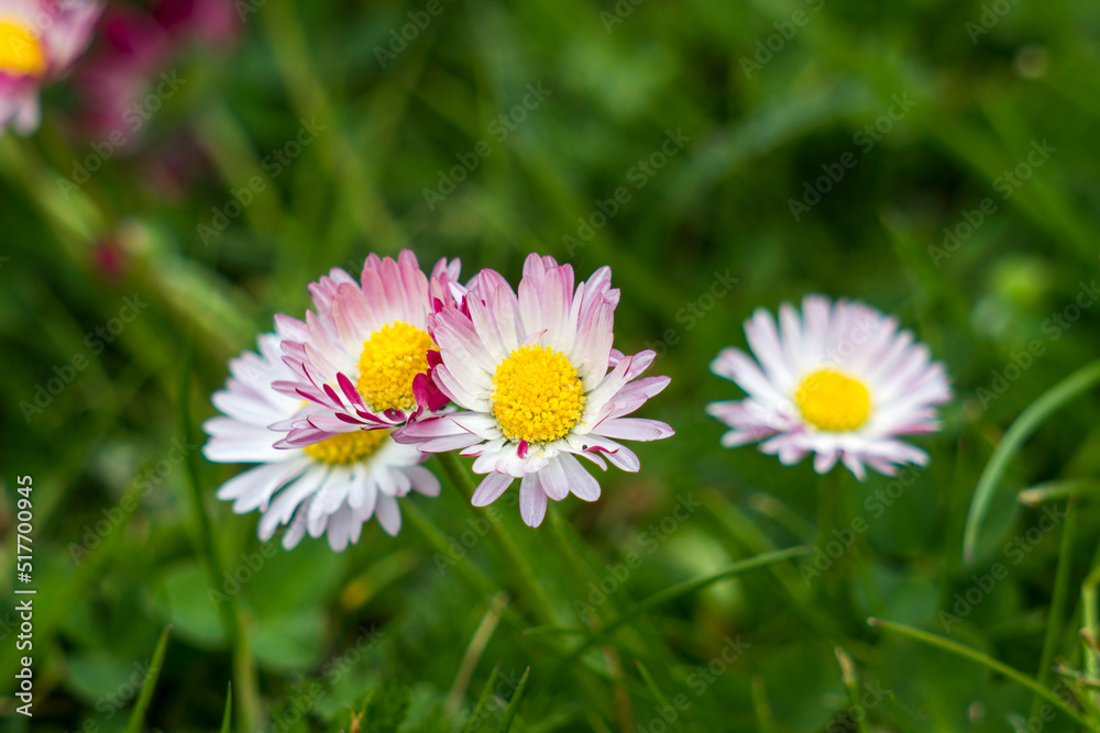 blooming daisies flowers in the garden blooming daisies flowers in the garden