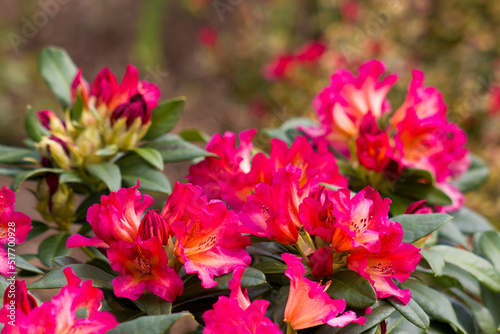 Blooming red rhododendron flowers in a garden
