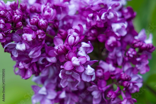 blooming lilac flowers. Macro photo, soft focus