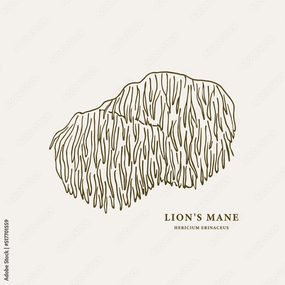 Line art lion's mane mushroom Line art lion's mane mushroom