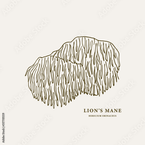 Line art lion's mane mushroom