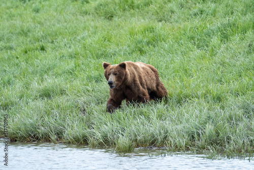 Alaskan brown bear feeding
