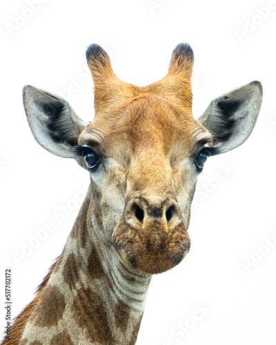 Giraffe face look on white background
