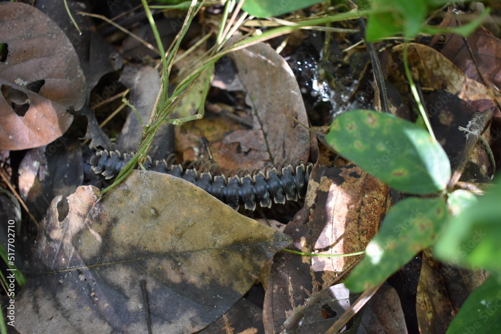 Giant millipede or Archispirostreptus gigas or keluwing in the forest Giant millipede or Archispirostreptus gigas or keluwing in the forest
