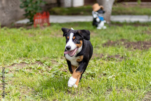 The entlebucher puppy actively plays outdoors, runs on the grass.