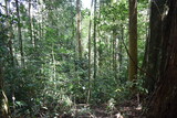 Tropical rainforest with dense and varied vegetation