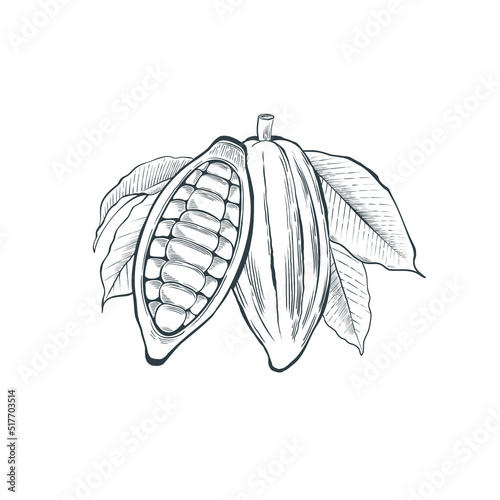 A cocoa pod with leaves and beans. Hand drawn vector illustration © Sabina Schaaf