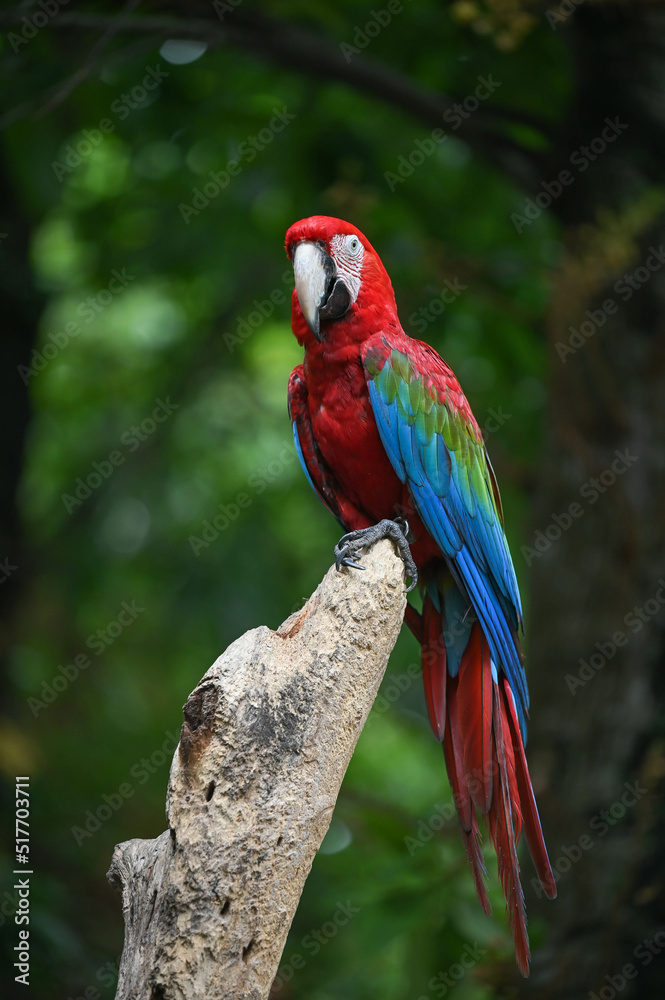 Macaw parrot with Colourful perched on the branch in Zoo on Green tree Background