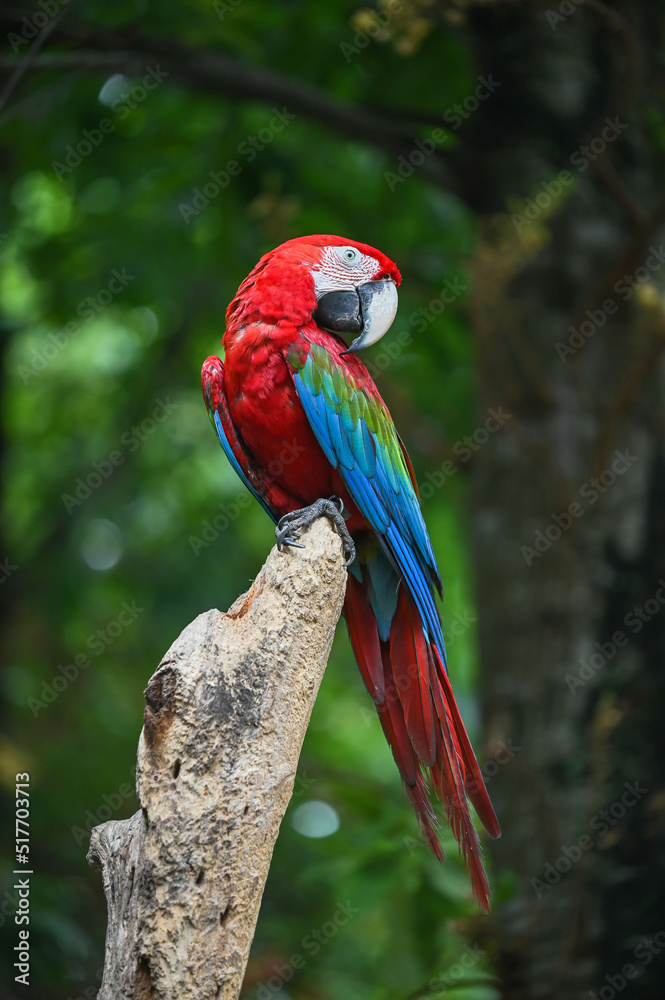 Obraz premium Macaw parrot with Colourful perched on the branch in Zoo on Green tree Background