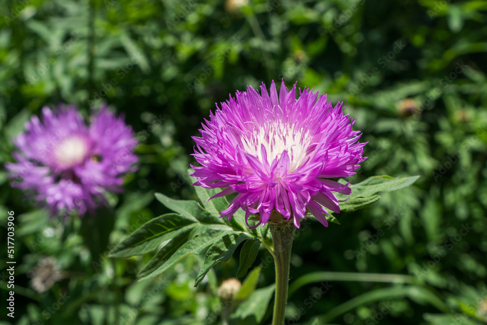 Centaurea montana is a purple flower of a blooming perennial cornflower against a background of green leaves. Centaurea montana is a purple flower of a blooming perennial cornflower against a background of green leaves.