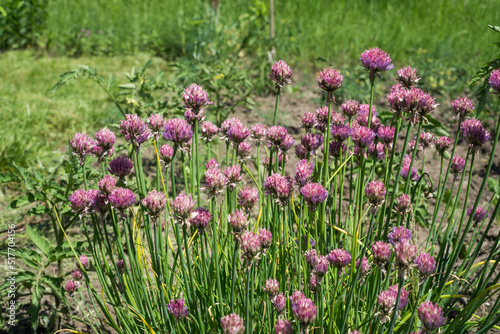 Wallpaper Mural Decorative onion grows and blooms with lilac flowers in a flower bed in the garden Torontodigital.ca