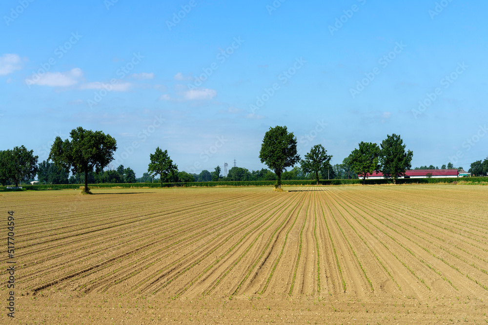 Rural landscape near Lodi, Italy