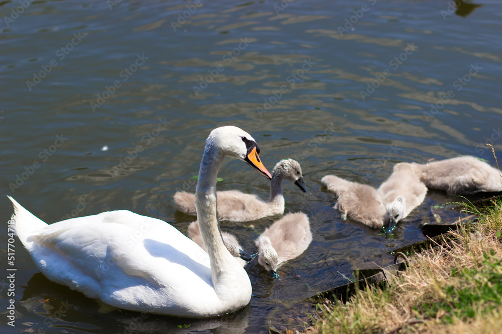 White swans with chicks on the lake. Baby swan, young swan, cygnet with his mother White swans with chicks on the lake. Baby swan, young swan, cygnet with his mother