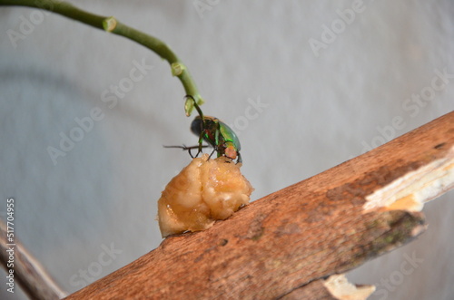 Eudicella (Cyprolais) hornimani photo