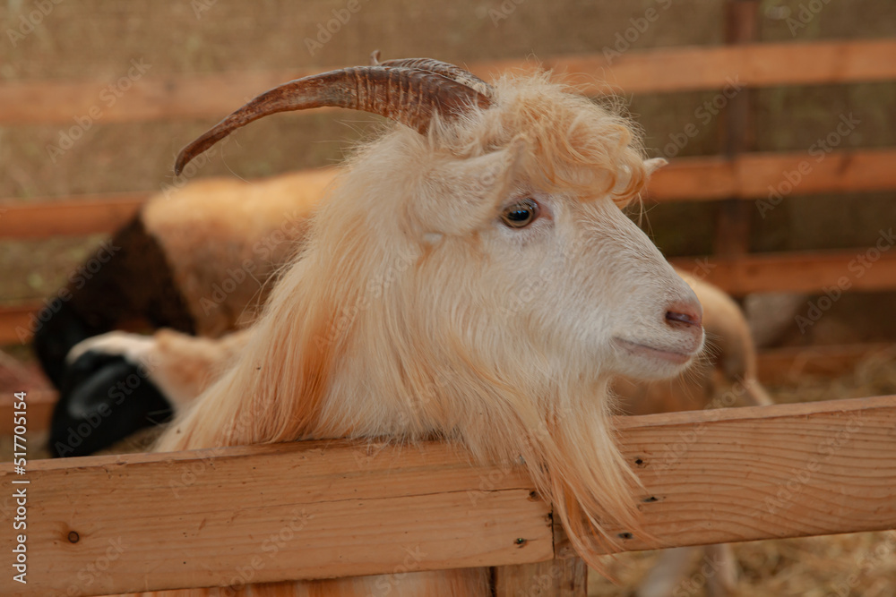 Fototapeta premium Goat in farm with hay and straw