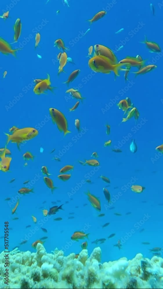 VERTICAL VIDEO: Multicolored tropical fishes swim in the blue water around the beautiful coral reef. Underwater coral reef scene. Camera moving forwards