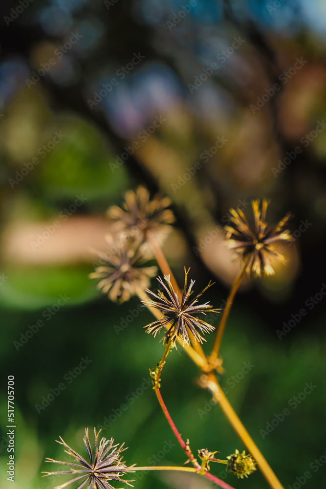 Flower of a Thistle Flower of a Thistle