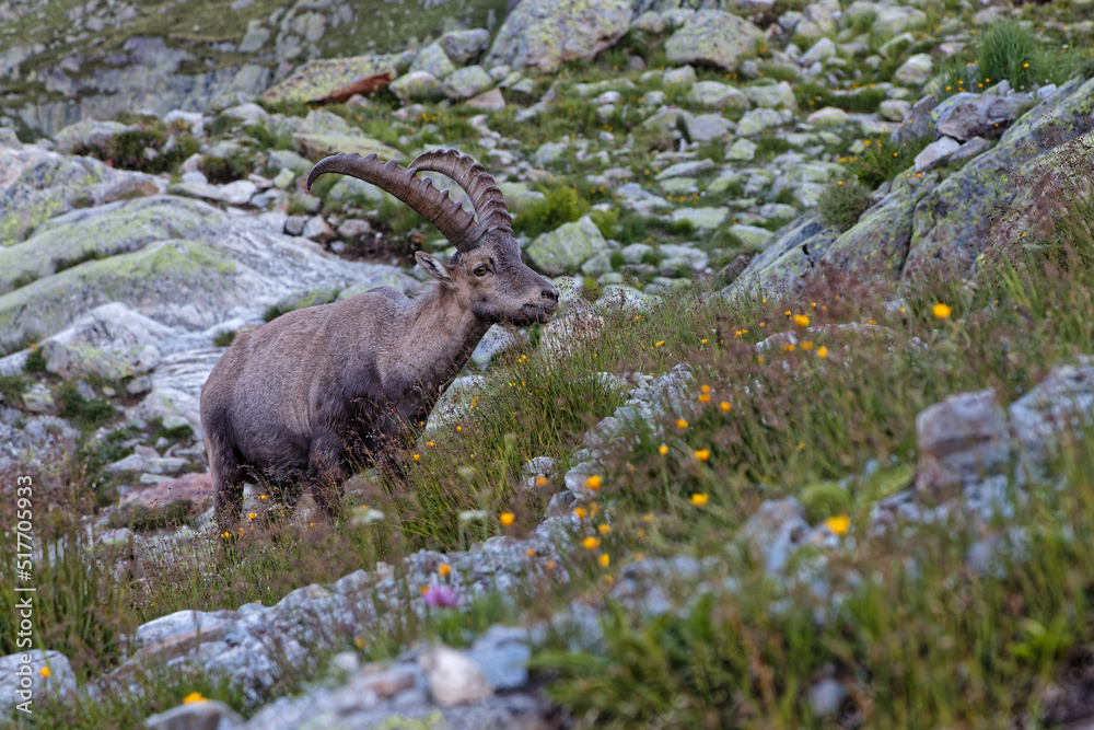 A mountain goat gies through the rocks to look for food.