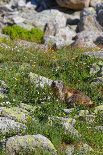 A groundhog  Marmotta Marmotta  among rocks and grass.