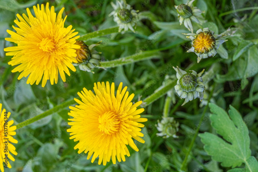 Der Gewöhnliche Löwenzahn (Taraxacum) sprießt im Frühling auf Wiesen. Die strahlend gelben Blüten sind faszinierend schön. Die gesamte Pflanze ist essbar, sehr gesund: Als Salat, Honig, Tee, Pesto. Der Gewöhnliche Löwenzahn (Taraxacum) sprießt im Frühling auf Wiesen. Die strahlend gelben Blüten sind faszinierend schön. Die gesamte Pflanze ist essbar, sehr gesund: Als Salat, Honig, Tee, Pesto.