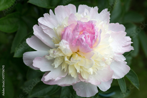 Fototapeta Naklejka Na Ścianę i Meble -  Soft pink cream peony flower head close up in garden with green leaves on sunny day. Lat. Paeonia lactiflora Raspberry Sundae