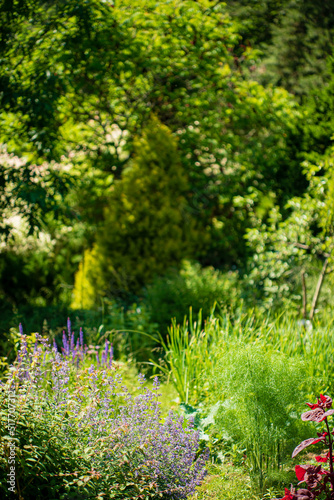 Fototapeta Naklejka Na Ścianę i Meble -  garden wktn


garden with herbs