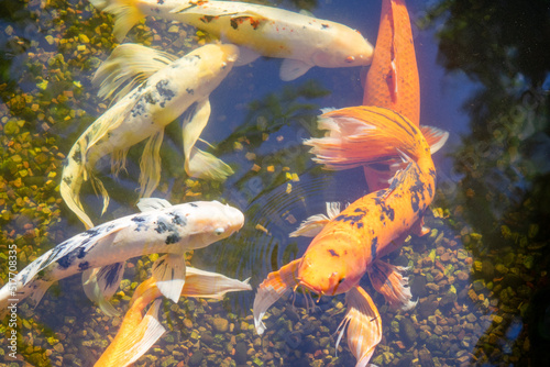 goldfish in aquarium