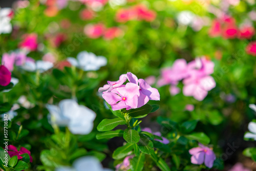 pink roses in garden