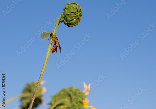 Wasp on a sunflower