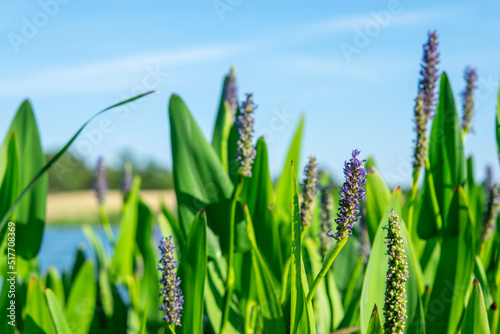 green grass and blue sky