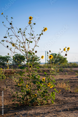 flowers in the field