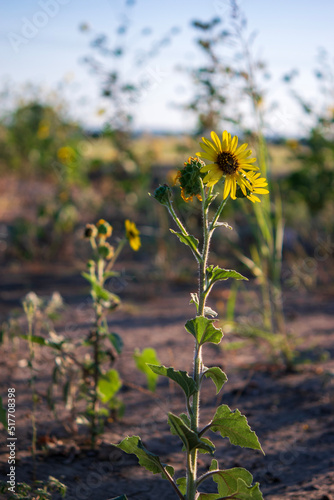 field of sunflowers