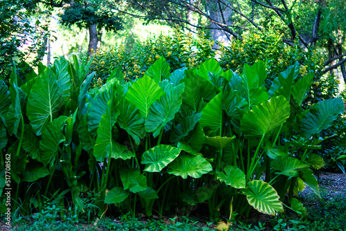 leaves background