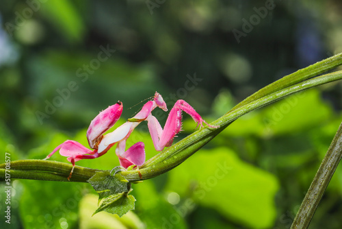 Orchid mantis preying, Pink orchid mantis, Hymenopus coronatus, Walking flower mantis or Flower mantises