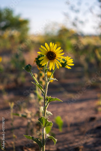 sunflower in the field
