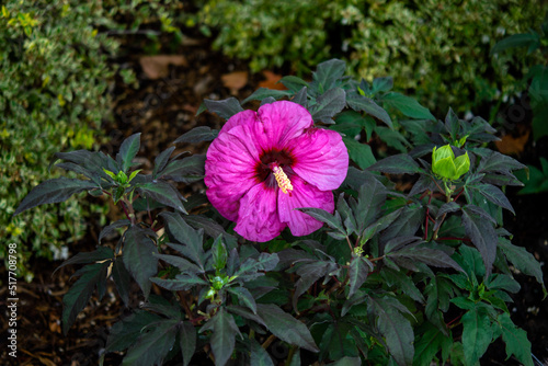 flower in the garden