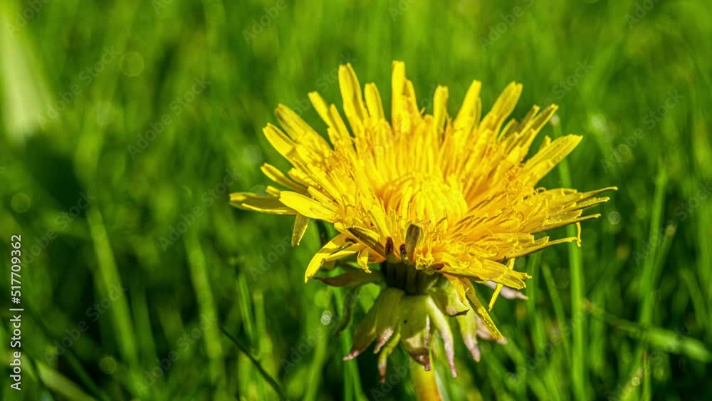 Der Gewöhnliche Löwenzahn (Taraxacum) sprießt im Frühling auf Wiesen. Die strahlend gelben Blüten sind faszinierend schön. Die gesamte Pflanze ist essbar, sehr gesund: Als Salat, Honig, Tee, Pesto. Der Gewöhnliche Löwenzahn (Taraxacum) sprießt im Frühling auf Wiesen. Die strahlend gelben Blüten sind faszinierend schön. Die gesamte Pflanze ist essbar, sehr gesund: Als Salat, Honig, Tee, Pesto.