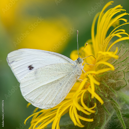 Large white butterfly collecting pollen