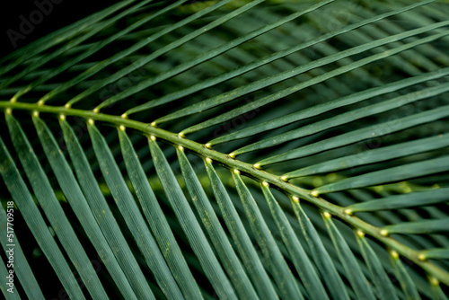 Selective focus blurred image of palm leaves. Green nature background