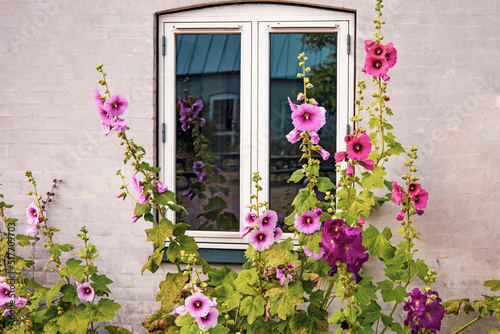 Beautiful colourful hollyhocks Alcea rose flower bloom at the window of the house. photo