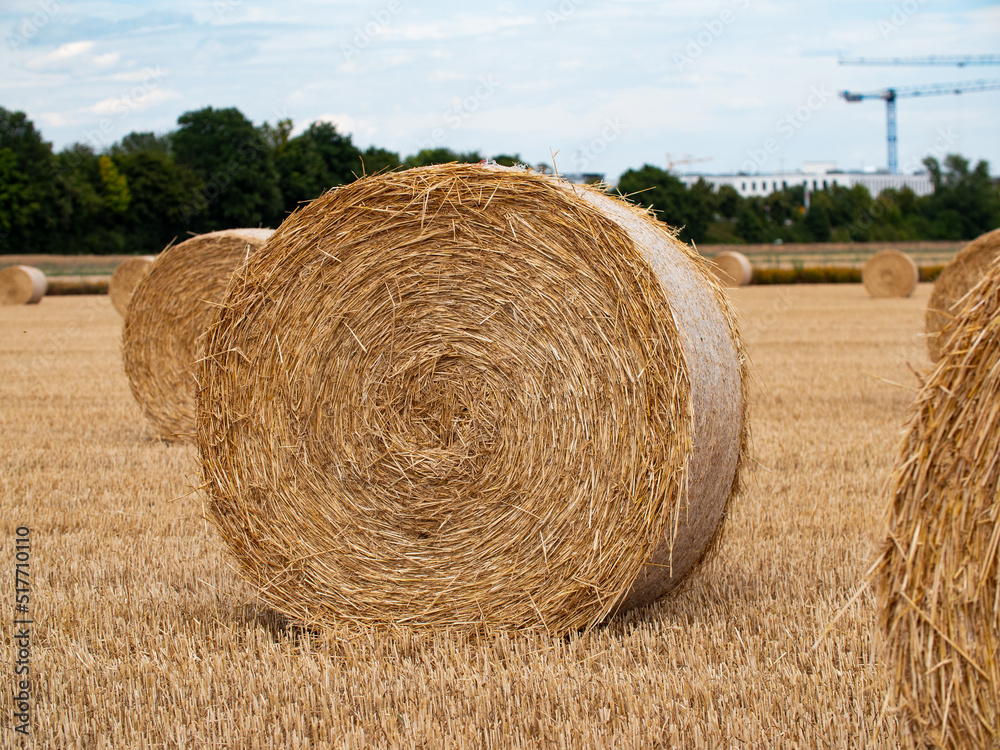 Bale of straw lie on the harvested field. Short stalks of wheat after harvesting. Agriculture and cultivation in Germany, Hessen.