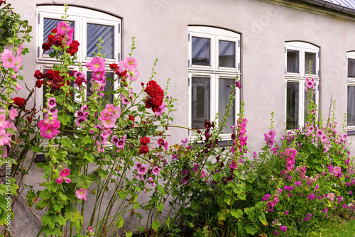 Beautiful colourful hollyhocks Alcea rose flower bloom at the window of the house.