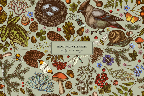 Mysterious forest seamless pattern background design. Engraved style. Hand drawn waxwing, snail, nest, pool frog, moss, spruce branch, pine cones, chamomile, insect, aspen mushroom, red currant, oak